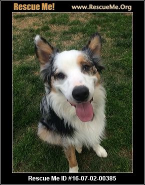 australian shepherd electric fence north carolina australian shepherd rescue u2015 adoptions u2015 rescueme org australian shepherd electric fence north carolina australian shepherd rescue u2015 adoptions u2015 rescueme org