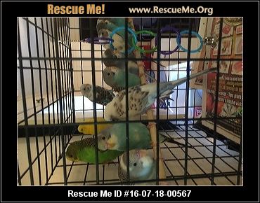 oklahoma bird rescue adoptions rescueme org oklahoma bird rescue adoptions rescueme org
