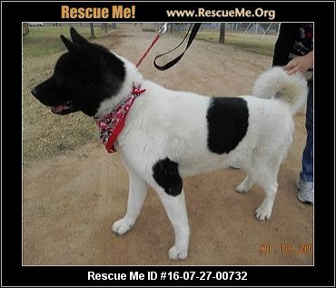 Arizona Akita Rescue ― ADOPTIONS ― RescueMe.Org