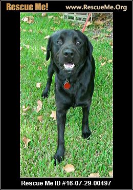 Texas Rottweiler Rescue ― Adoptions ― Rescueme Org
