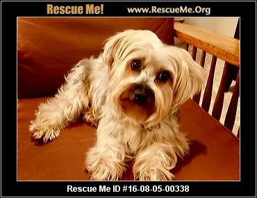 new jersey yorkie rescue new jersey yorkie rescue adoptions rescueme org new jersey yorkie rescue new jersey yorkie rescue adoptions rescueme org