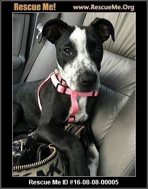 Florida American Bulldog Rescue ― Adoptions ― Rescueme Org