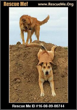 Sunshine Canyon Dog Rescue Boulder Co Us Sunshine Canyon Dog Rescue Boulder Co Us