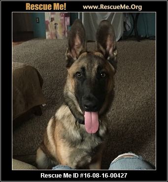 Rehoming Services For Dogs San Diego Rehoming Services For Dogs San Diego