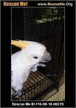 pennsylvania bird rescue adoptions rescueme org pennsylvania bird rescue adoptions rescueme org