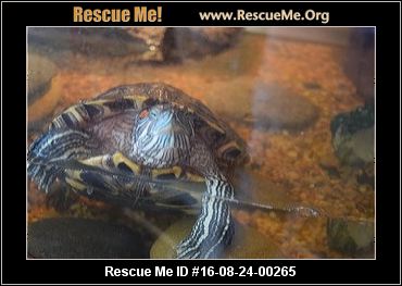 Washington Reptiles & More Rescue ― ADOPTIONS ― RescueMe.Org