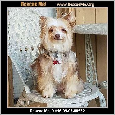 california yorkie rescue california yorkie rescue adoptions rescuemeorg california yorkie rescue adoptions california yorkie rescue california yorkie rescue adoptions rescuemeorg california yorkie rescue adoptions