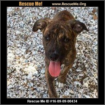 Florida Boxer Rescue ― Adoptions ― Rescueme Org