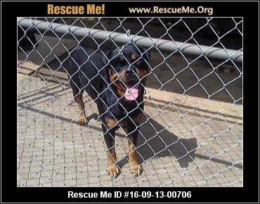 rottweiler rescue island rhode island rottweiler rescue adoptions rescueme org rottweiler rescue island rhode island rottweiler rescue adoptions rescueme org