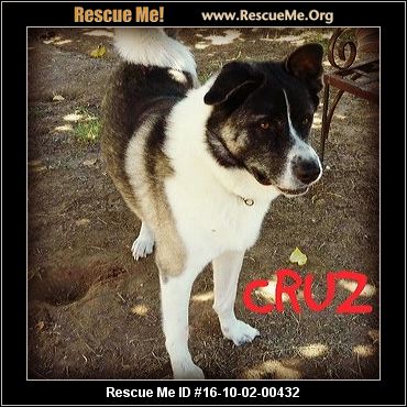 Arizona Akita Rescue ― ADOPTIONS ― RescueMe.Org