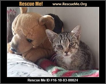 massachusetts maine coon cats rescueme adoption rescue animal