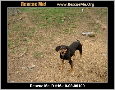 bluetick coonhound puppies indiana indiana bluetick coonhound rescue u2015 adoptions u2015 rescueme org bluetick coonhound puppies indiana indiana bluetick coonhound rescue u2015 adoptions u2015 rescueme org