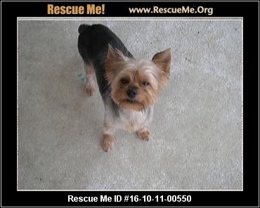 yorkie rescue louisiana louisiana yorkie rescue adoptions rescueme org yorkie rescue louisiana louisiana yorkie rescue adoptions rescueme org
