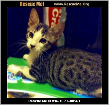 Declawed Cats For Adoption In Orange County Ca Declawed Cats For Adoption In Orange County Ca