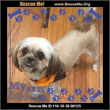 shih tzu rescue oklahoma oklahoma shih tzu rescue adoptions rescueme org shih tzu rescue oklahoma oklahoma shih tzu rescue adoptions rescueme org