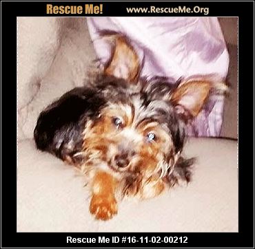 yorkie rescue orange county california yorkie rescue adoptions rescueme org yorkie rescue orange county california yorkie rescue adoptions rescueme org