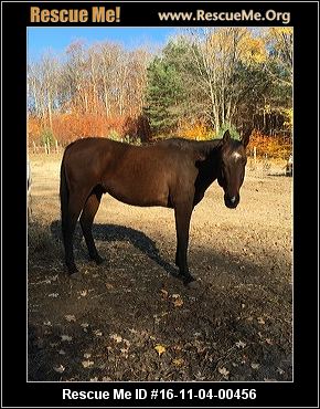 Get Your Free Horse In Michigan Before It'S Too Late! - mw5rc2b