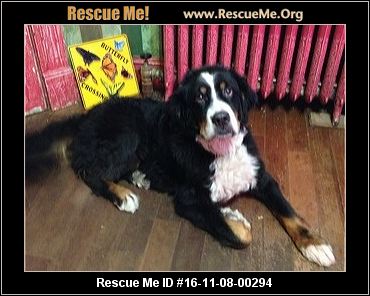 Virginia Bernese Mountain Dog Rescue ― ADOPTIONS ― RescueMe.Org