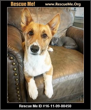 corgi rescue texas rescueme buckingham male