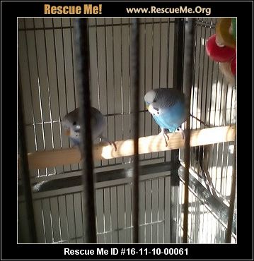 ohio bird rescue adoptions rescueme org ohio bird rescue adoptions rescueme org