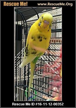 connecticut bird rescue adoptions rescueme org connecticut bird rescue adoptions rescueme org