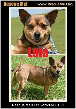 corgi rescue texas dogs rescueme lola female