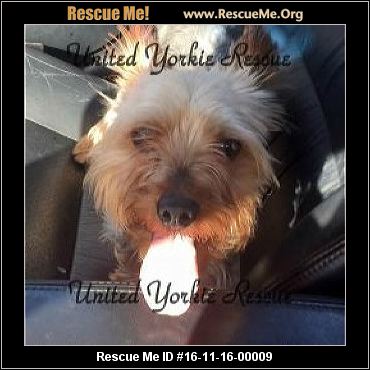 yorkie rescue wisconsin wisconsin yorkie rescue adoptions rescueme org yorkie rescue wisconsin wisconsin yorkie rescue adoptions rescueme org