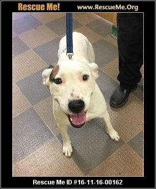 Texas Dog Rescue ― Adoptions ― Rescueme Org