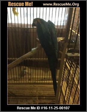 pennsylvania bird rescue adoptions rescueme org pennsylvania bird rescue adoptions rescueme org
