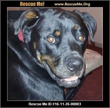 rottweiler rescue mn minnesota rottweiler rescue adoptions rescueme org rottweiler rescue mn minnesota rottweiler rescue adoptions rescueme org