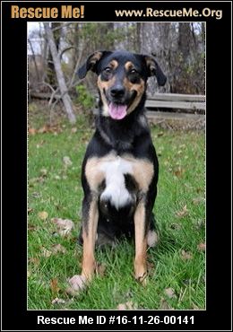 rottweiler rescue near me indiana rottweiler rescue adoptions rescueme org rottweiler rescue near me indiana rottweiler rescue adoptions rescueme org