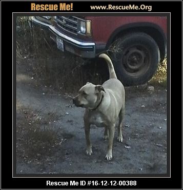 Washington Pit Bull Rescue ― Adoptions ― Rescueme Org