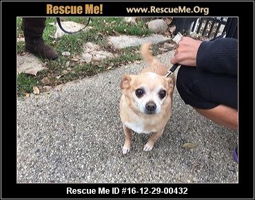 wisconsin chihuahua rescue adoptions rescueme org wisconsin chihuahua rescue adoptions rescueme org