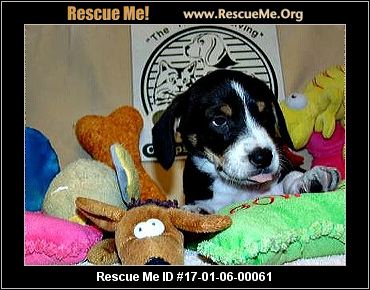 The SPCA of Upstate NY - Queensbury, NY Rescue Animals
