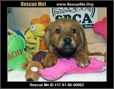The SPCA of Upstate NY - Queensbury, NY Rescue Animals