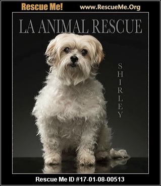 animal shelter brentwood ca 94513 animal shelter brentwood ca 94513