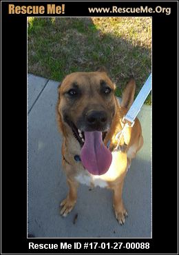 belgian shepherd rescue california california belgian malinois rescue u2015 adoptions u2015 rescueme org belgian shepherd rescue california california belgian malinois rescue u2015 adoptions u2015 rescueme org