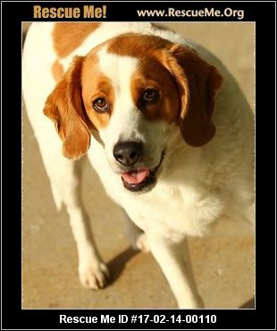 Image Result For Beagle Rescue Indiana Image Result For Beagle Rescue Indiana