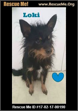 carolina yorkie rescue carolina yorkie rescue adoptions rescueme org carolina yorkie rescue carolina yorkie rescue adoptions rescueme org