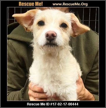 Oregon Mutt Rescue ― Adoptions ― Rescueme Org