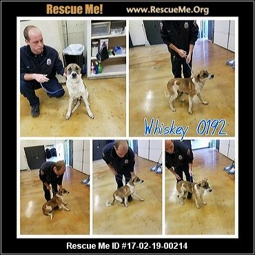 Street Savvy Dog Rescue Facebook Street Savvy Dog Rescue Facebook