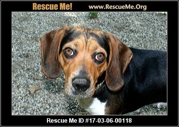 Michigan Dog Rescue ― ADOPTIONS ― RescueMe.Org