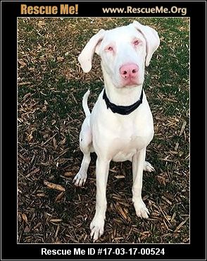 Texas Great Dane Rescue ― ADOPTIONS ― RescueMe.Org