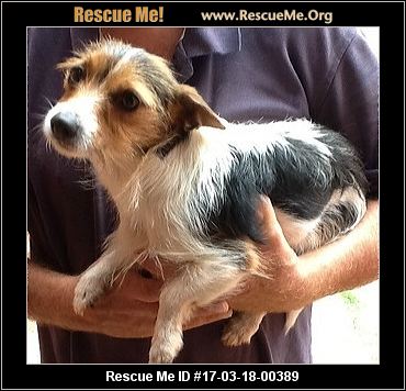 Rhode Island Dog Rescue ― ADOPTIONS ― RescueMe.Org