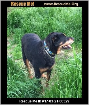 rottweiler rescue oregon oregon rottweiler rescue adoptions rescueme org rottweiler rescue oregon oregon rottweiler rescue adoptions rescueme org