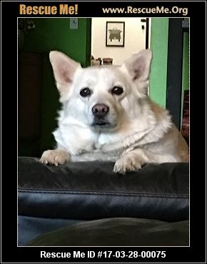 Luv A Dog Rescues And Adoptions Indianapolis Luv A Dog Rescues And Adoptions Indianapolis