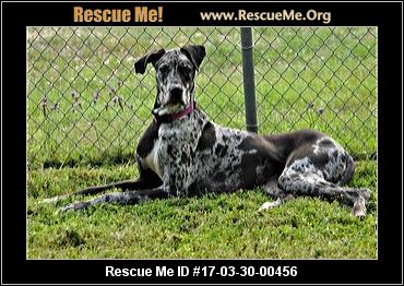 rescue dane texas rescueme cooper doc male