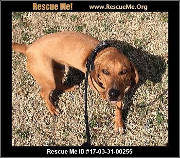 Oklahoma Redbone Coonhound Rescue ― ADOPTIONS ― RescueMe.Org