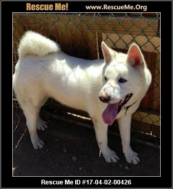 Arizona Akita Rescue ― ADOPTIONS ― RescueMe.Org