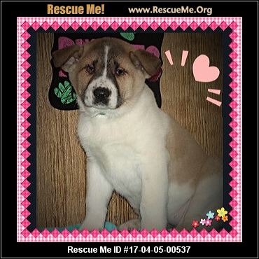 Pennsylvania Akita Rescue ― ADOPTIONS ― RescueMe.Org